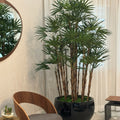Lady Palm in Black Terragona Planter